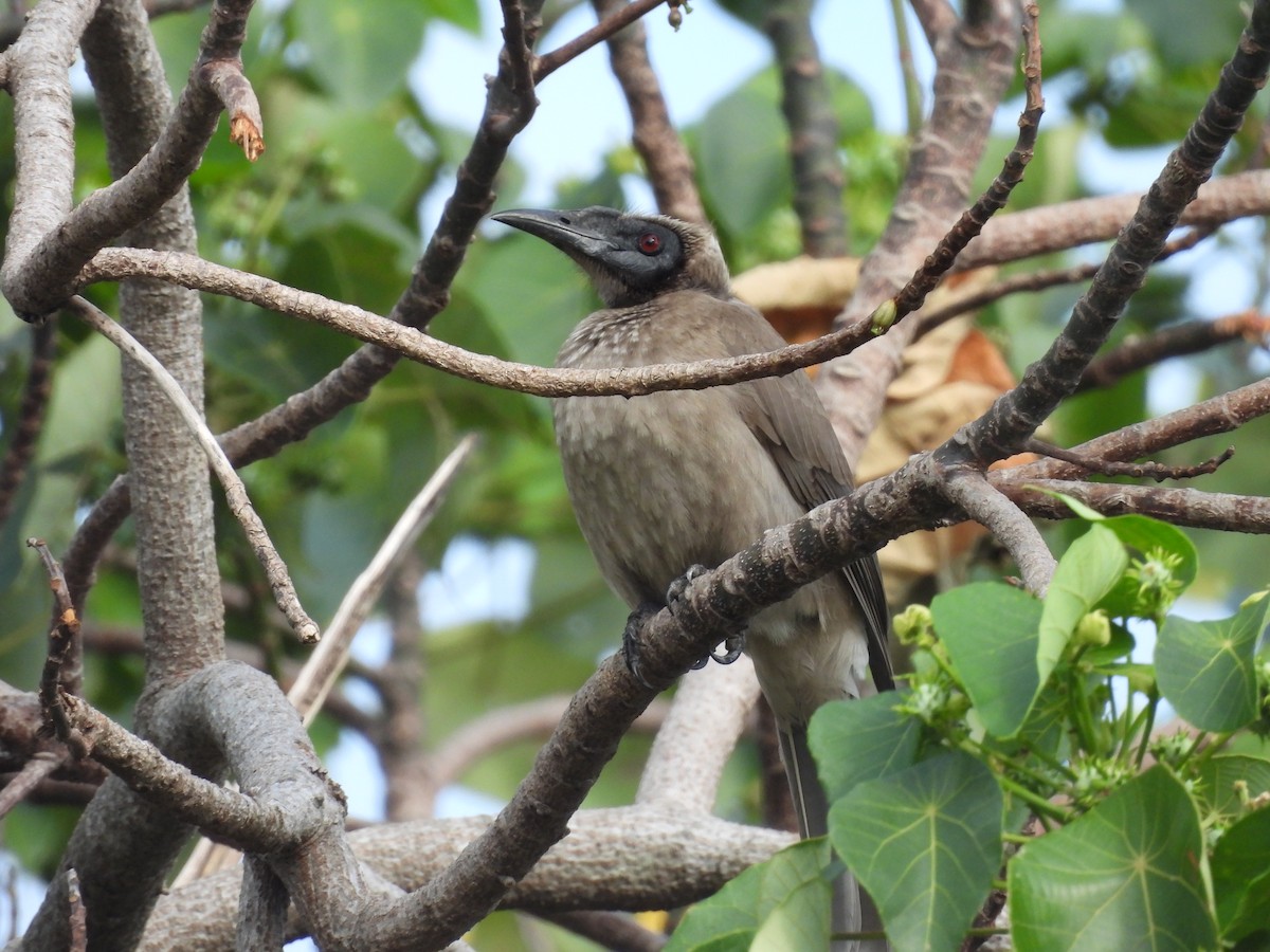 Helmeted Friarbird (Hornbill) - ML623905308