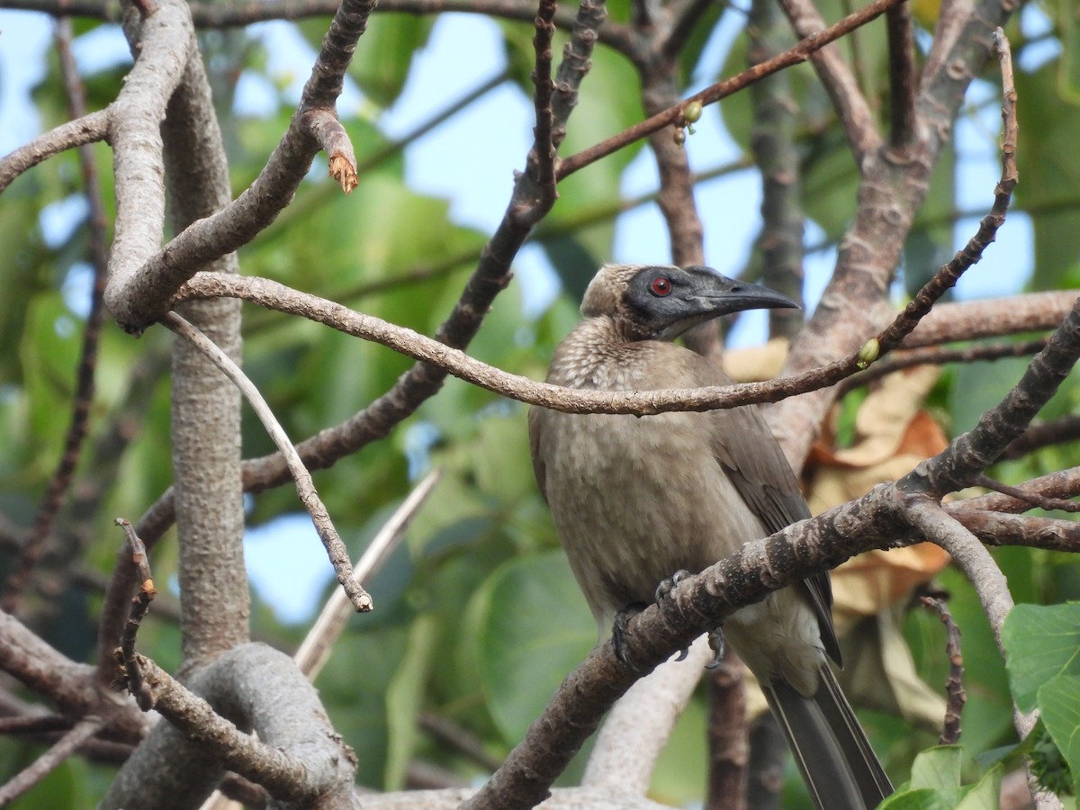 Helmeted Friarbird (Hornbill) - ML623905309