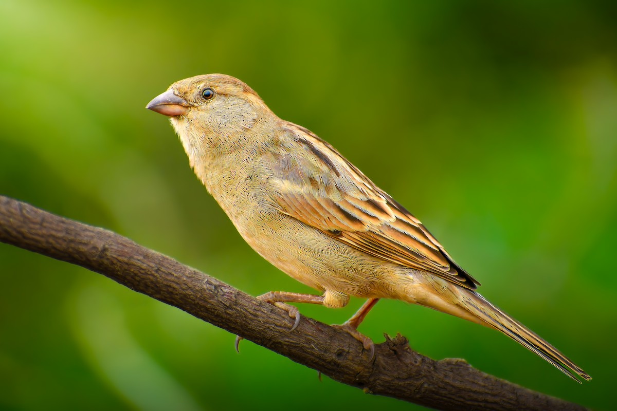 Moineau domestique - ML623905319