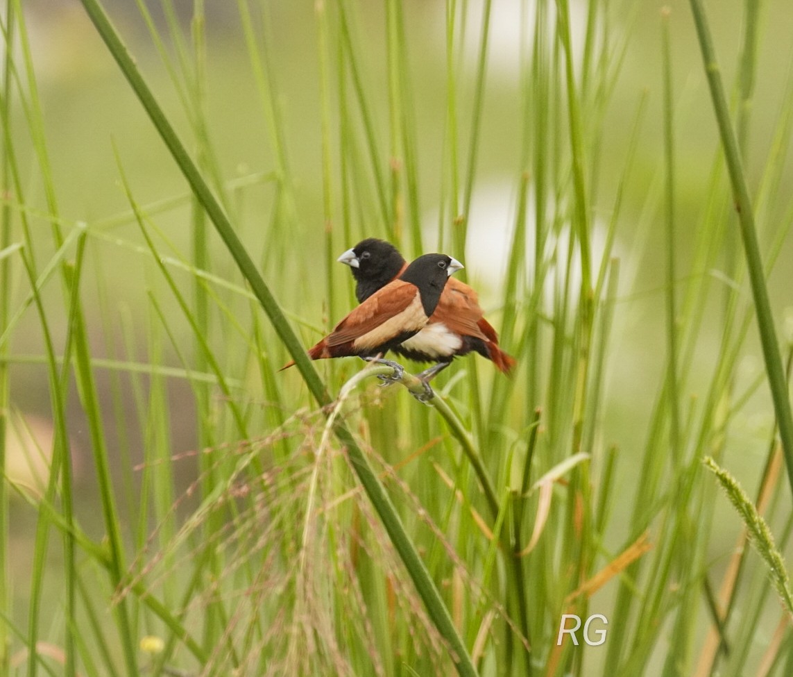 Tricolored Munia - ML623905328