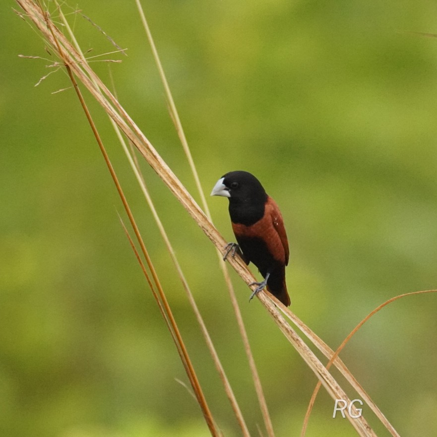 Chestnut Munia - Roumi Ghosh