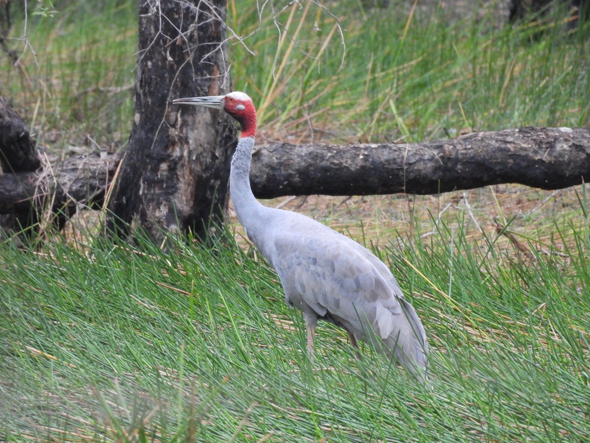 Sarus Turnası - ML623905344