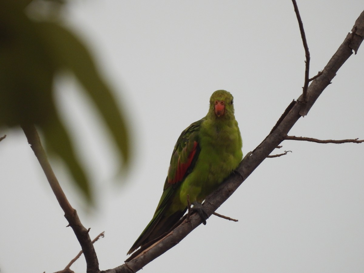Red-winged Parrot - ML623905357