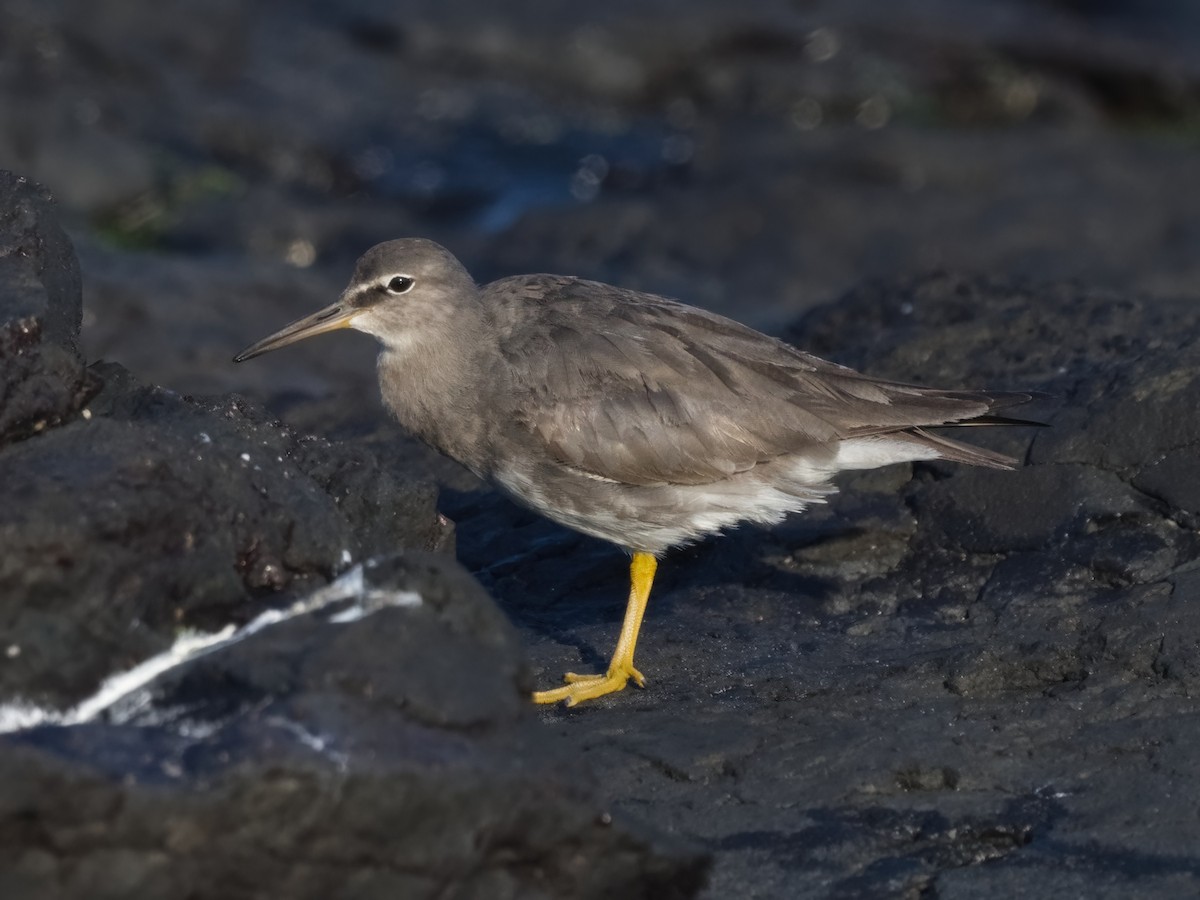 Wandering Tattler - ML623905366