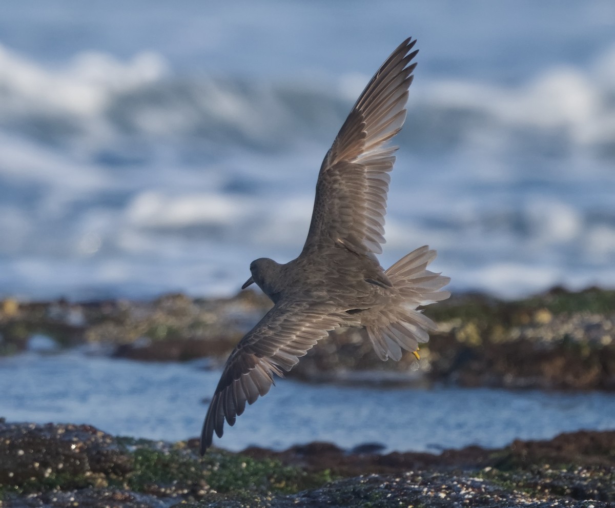 Wandering Tattler - ML623905368