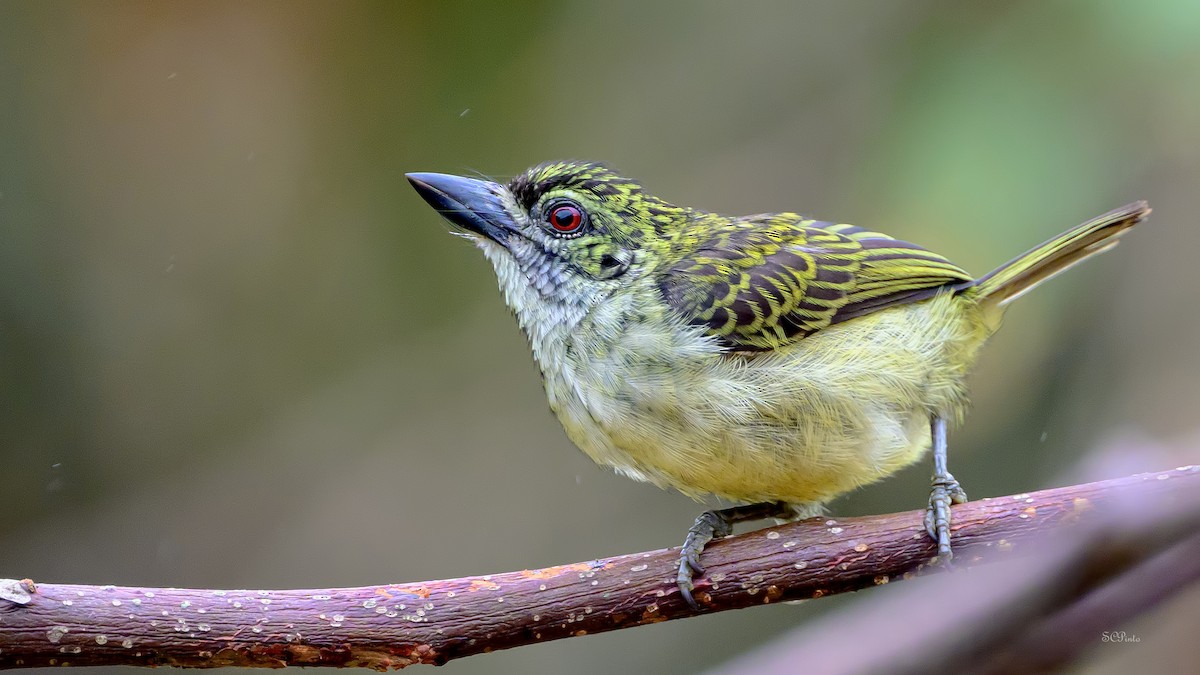 Speckled Tinkerbird - ML623905377