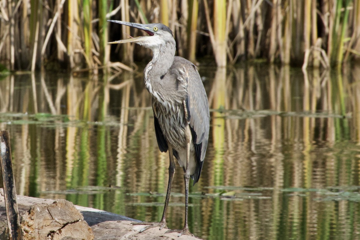 Garza Azulada - ML623905379