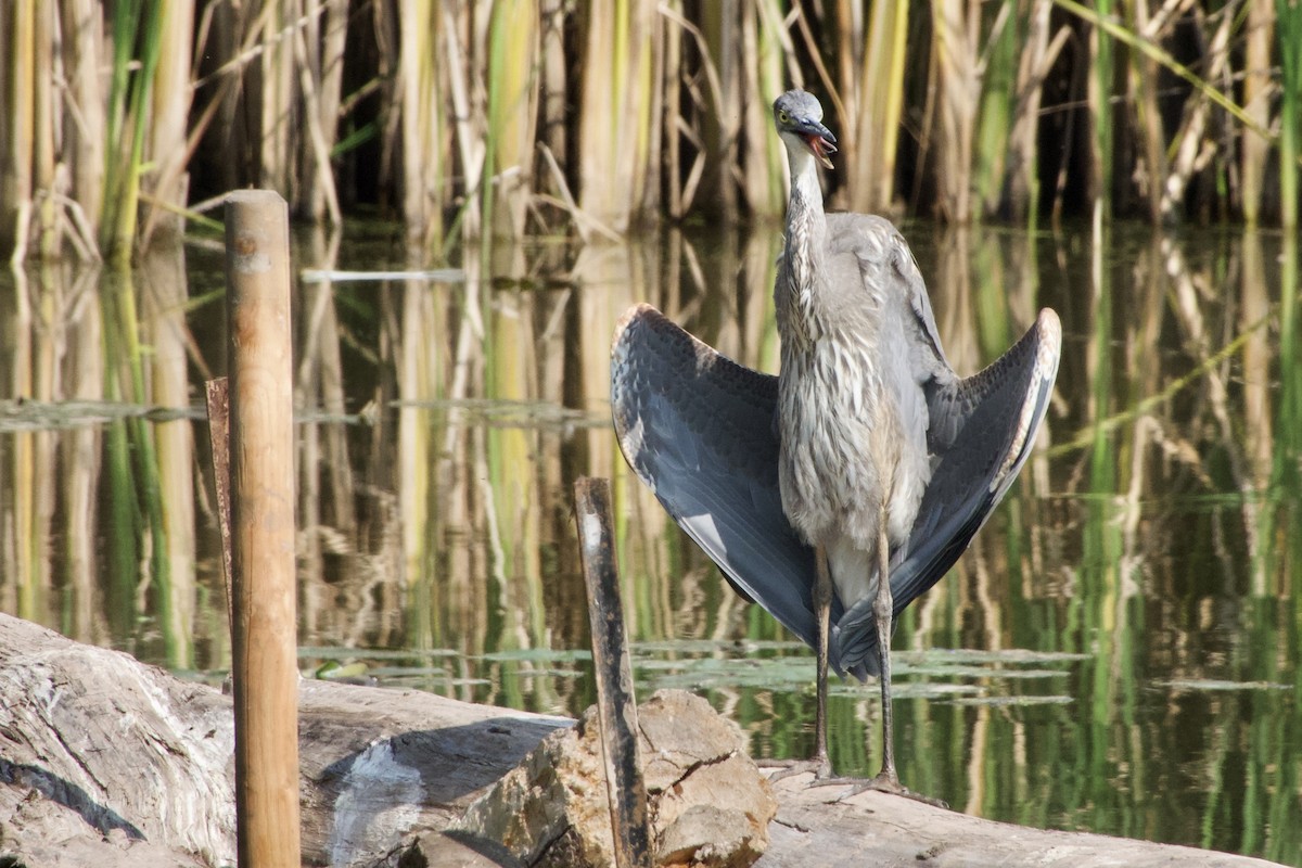 Garza Azulada - ML623905382