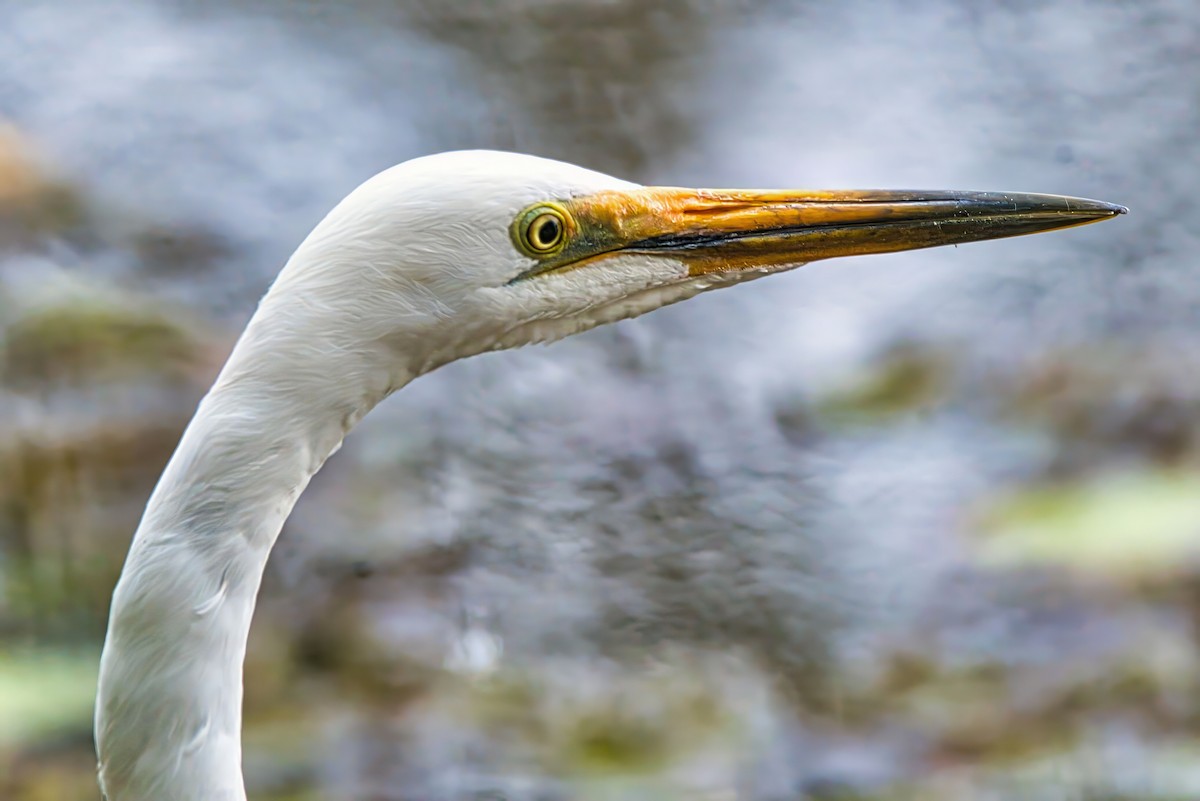 Great Egret (modesta) - ML623905385