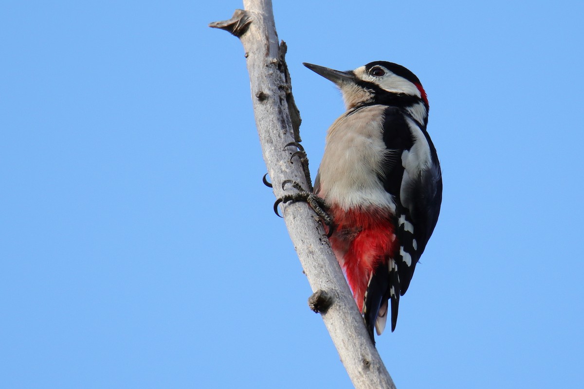 Great Spotted Woodpecker - ML623905396