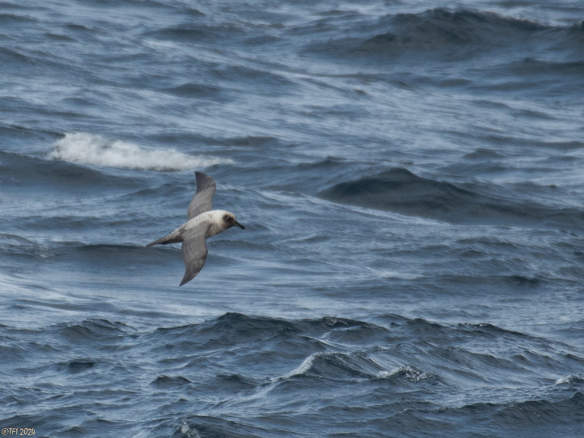 Light-mantled Albatross - ML623905430