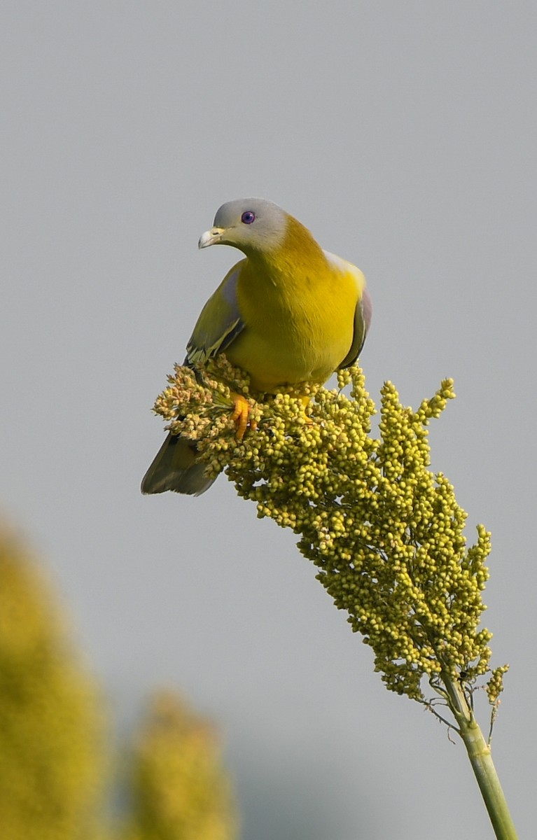 Yellow-footed Green-Pigeon - ML623905440