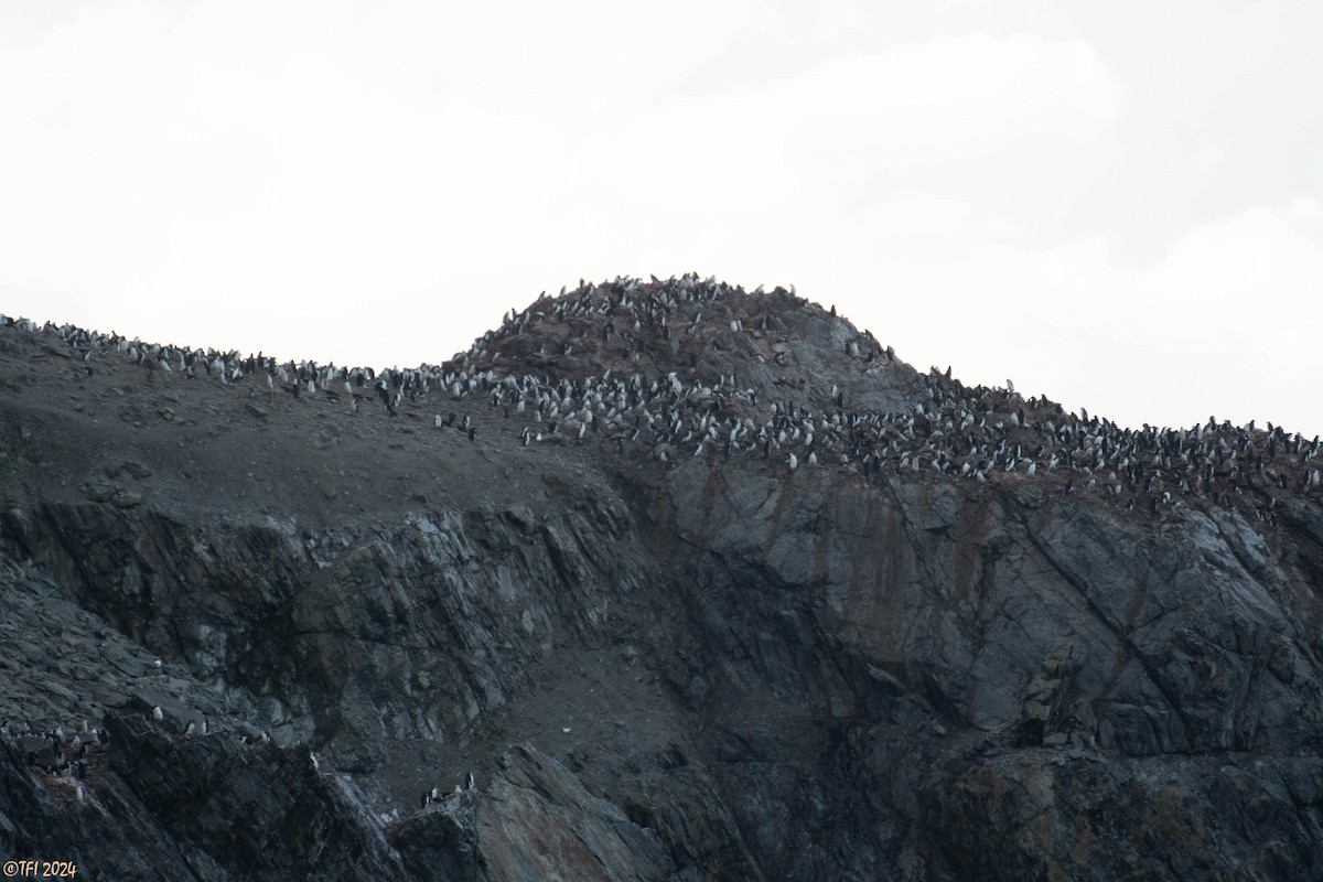 Chinstrap Penguin - ML623905451