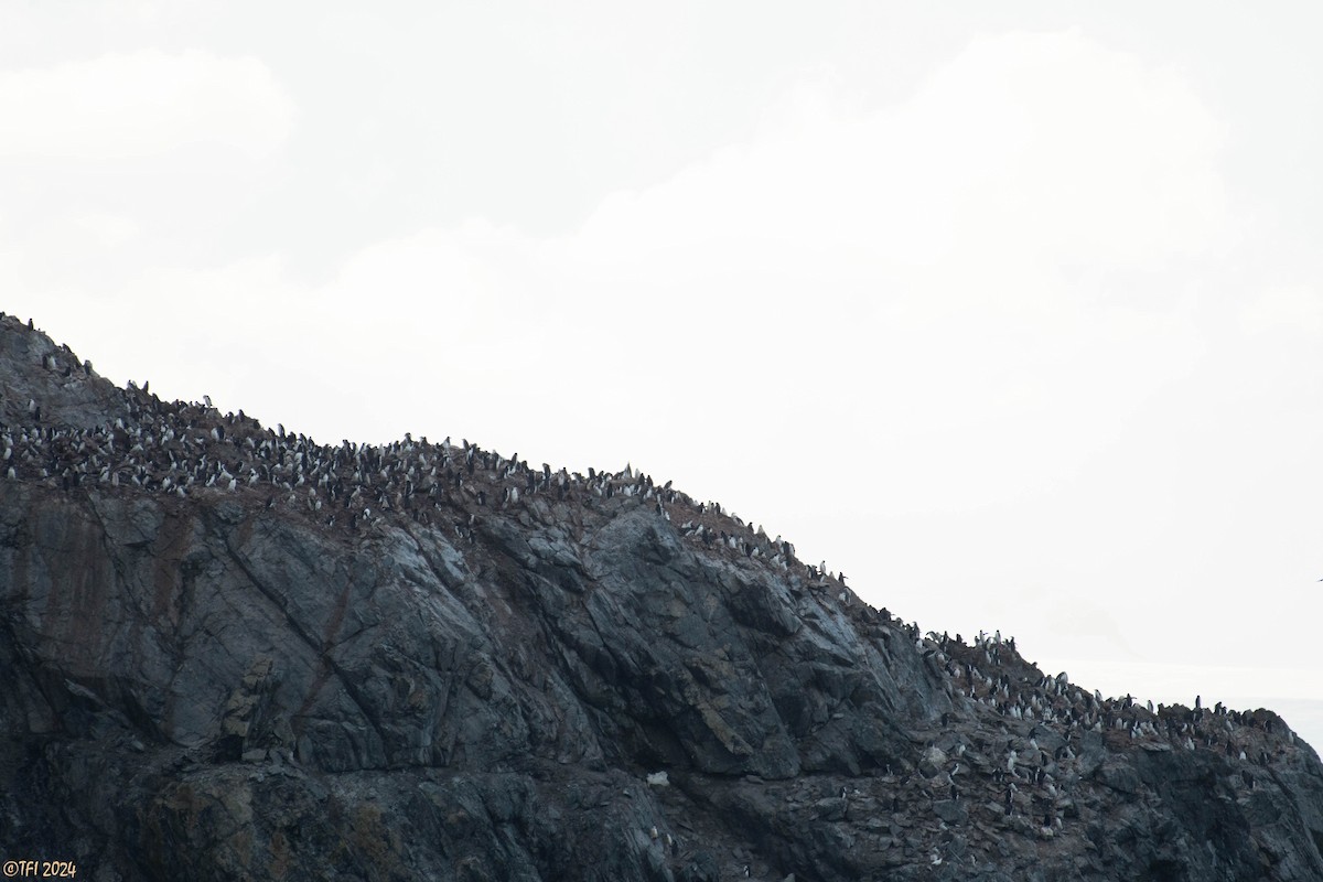 Chinstrap Penguin - ML623905452