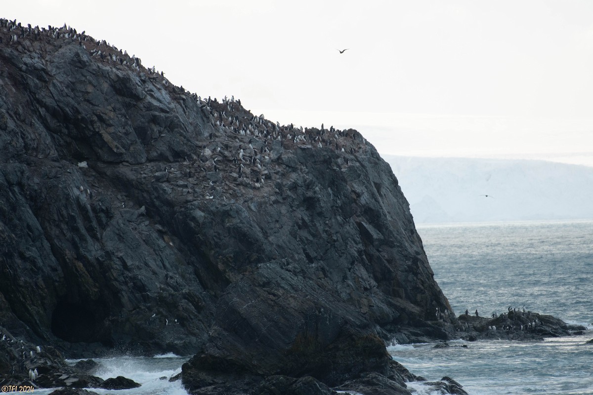 Chinstrap Penguin - ML623905453