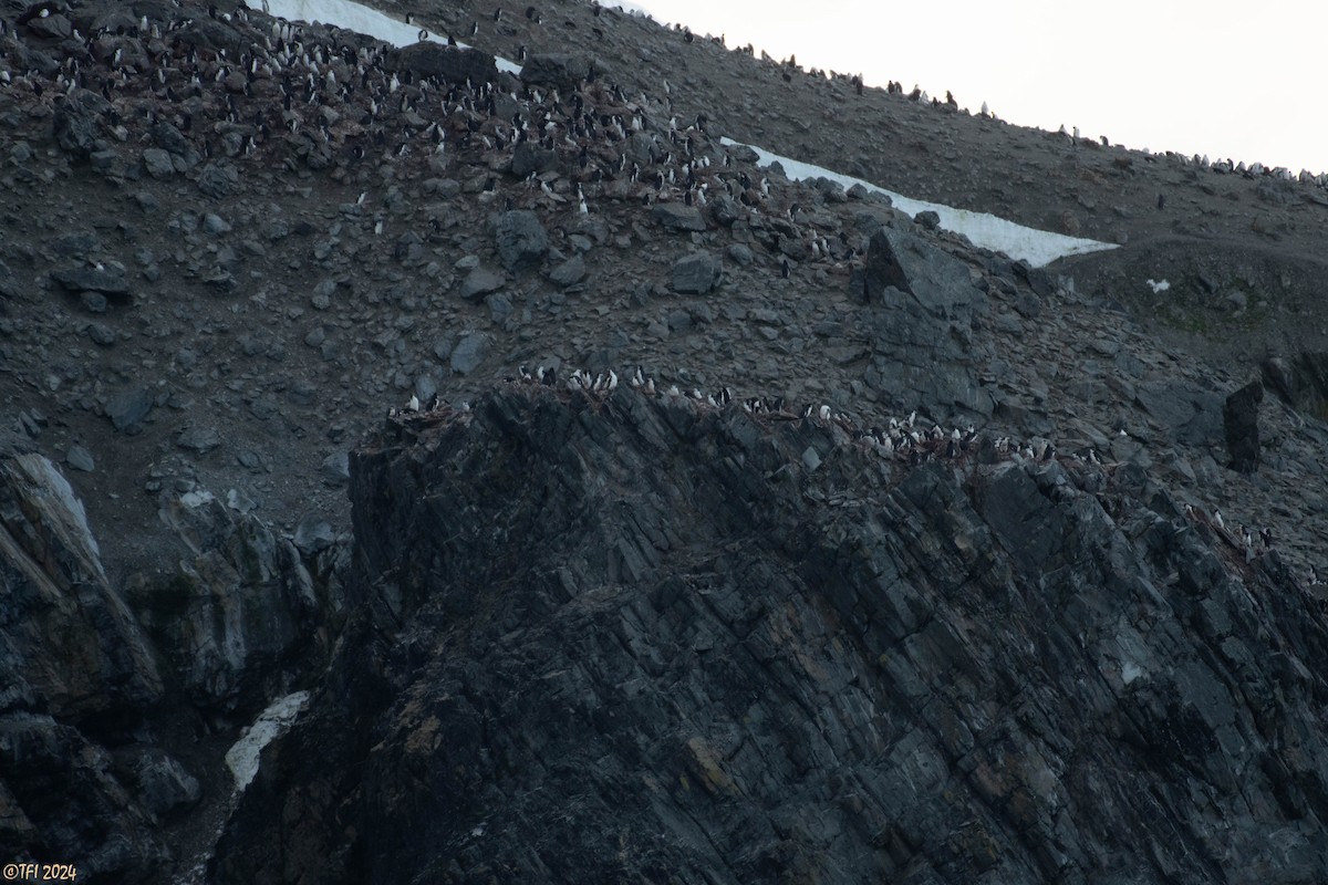 Chinstrap Penguin - ML623905454