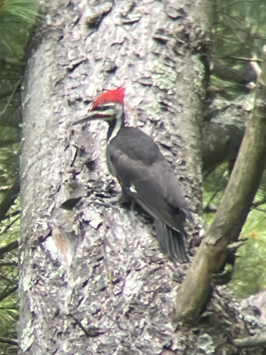 Pileated Woodpecker - ML623905463