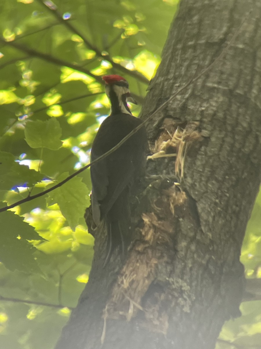 Pileated Woodpecker - ML623905464