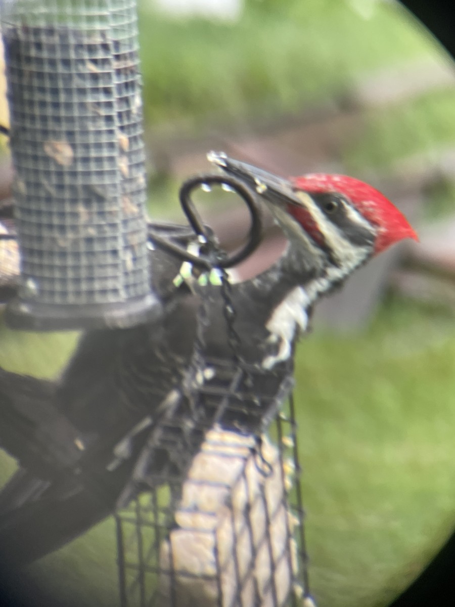 Pileated Woodpecker - ML623905465