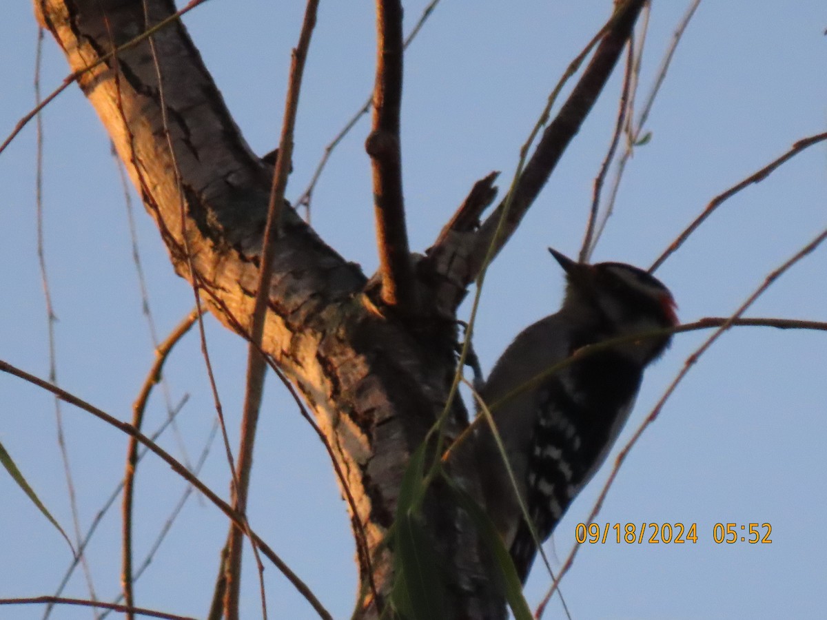 Downy Woodpecker - ML623905481