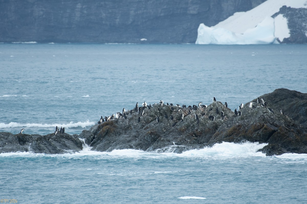 Chinstrap Penguin - ML623905485