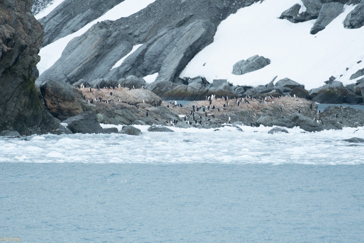 Chinstrap Penguin - ML623905488