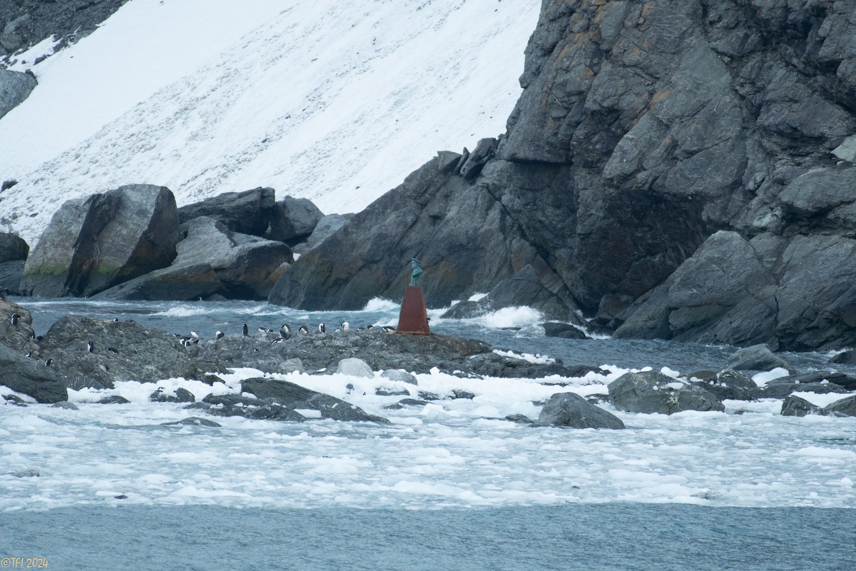 Chinstrap Penguin - ML623905489