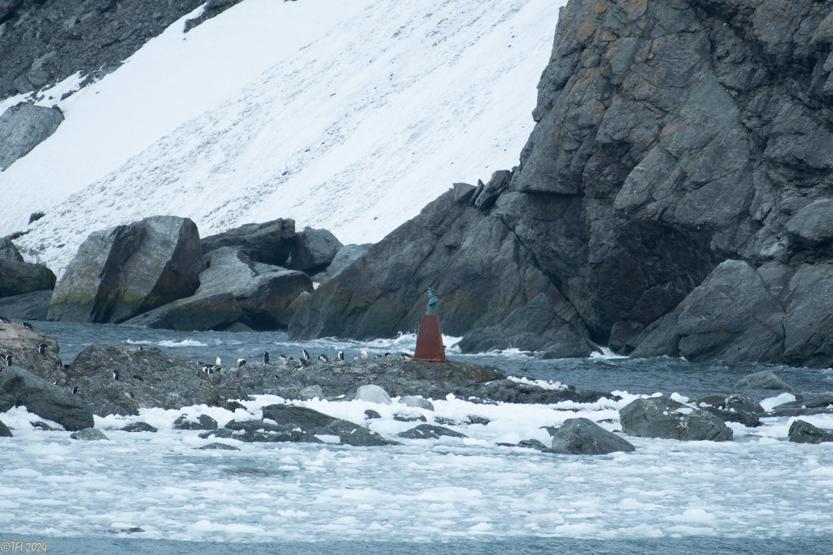 Chinstrap Penguin - ML623905490