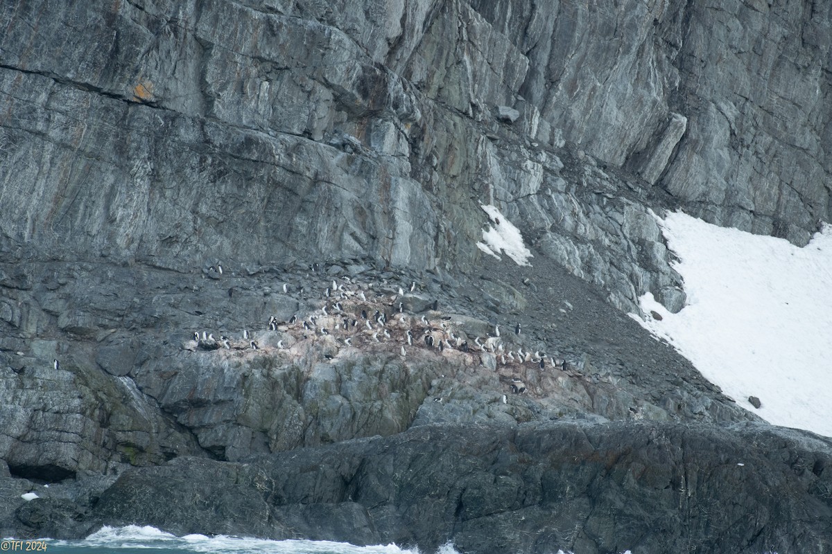 Chinstrap Penguin - ML623905491