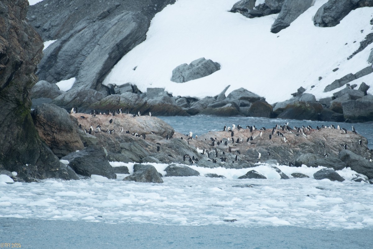 Chinstrap Penguin - ML623905492