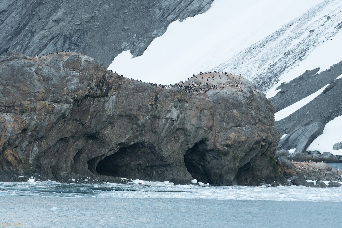 Chinstrap Penguin - ML623905493