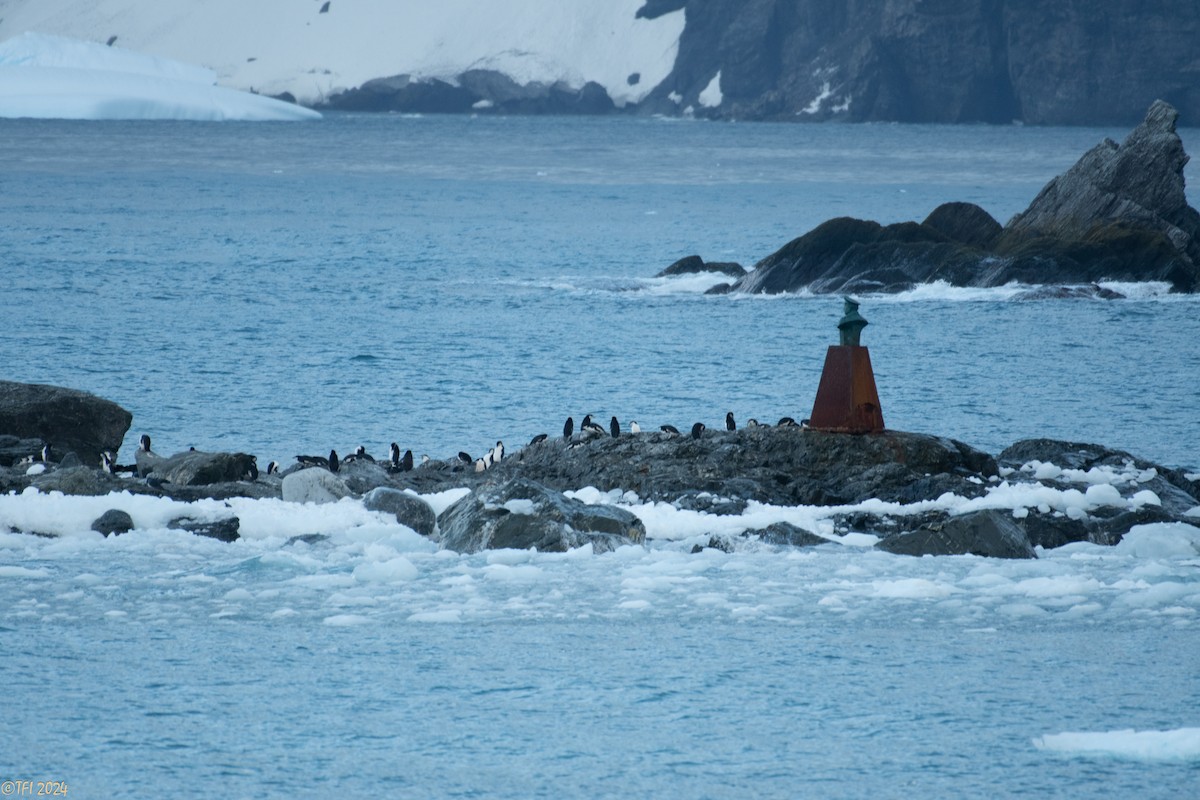 Chinstrap Penguin - ML623905495