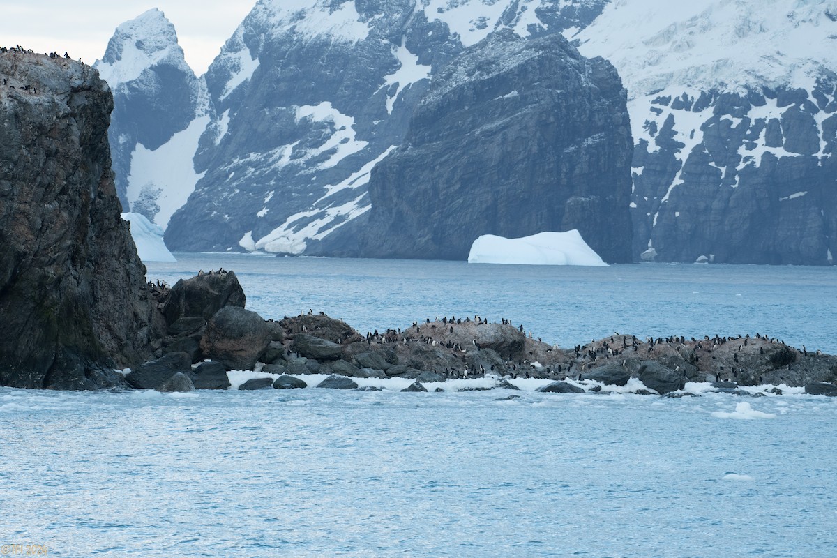 Chinstrap Penguin - ML623905496