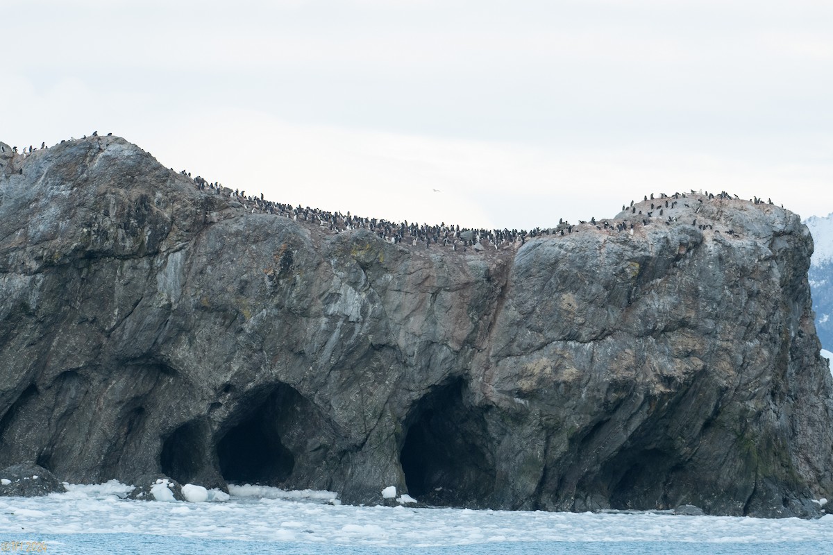 Chinstrap Penguin - ML623905498