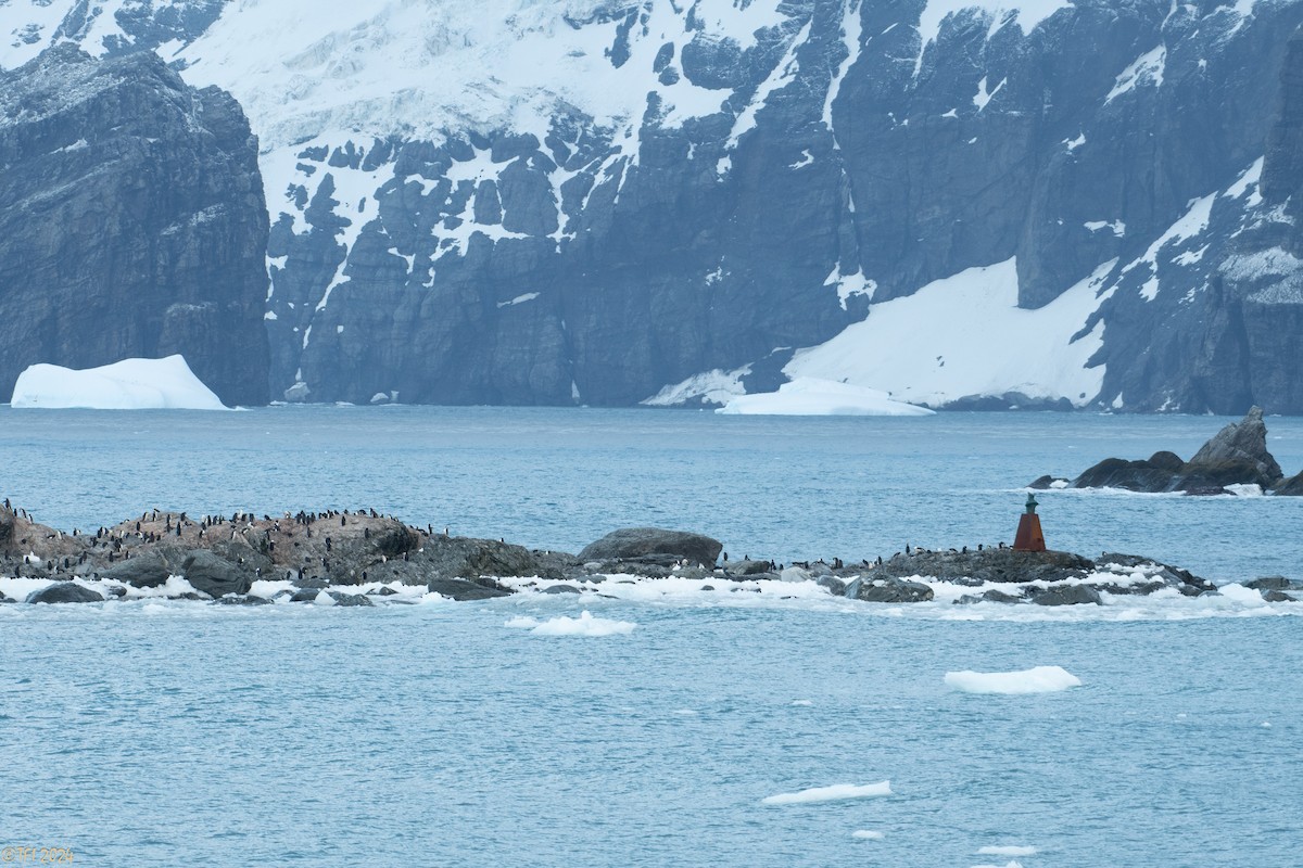 Chinstrap Penguin - ML623905500