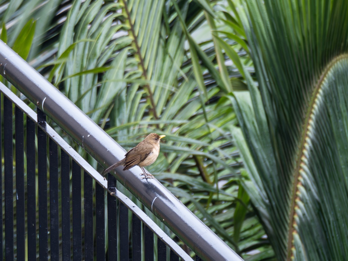 Creamy-bellied Thrush - ML623905517