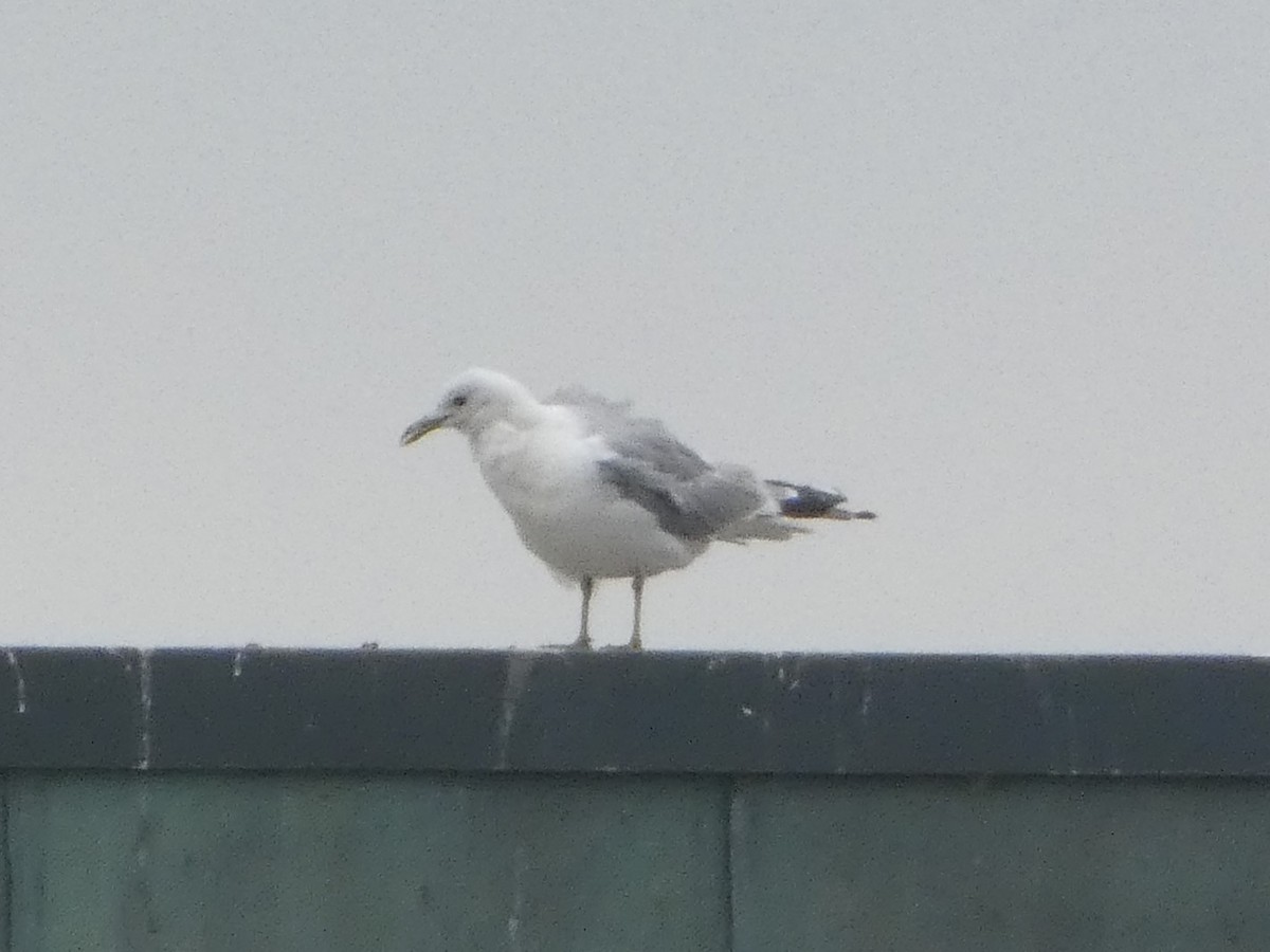 Common Gull - ML623905560