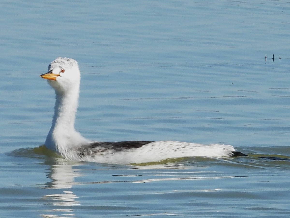 Clark's Grebe - ML623905592