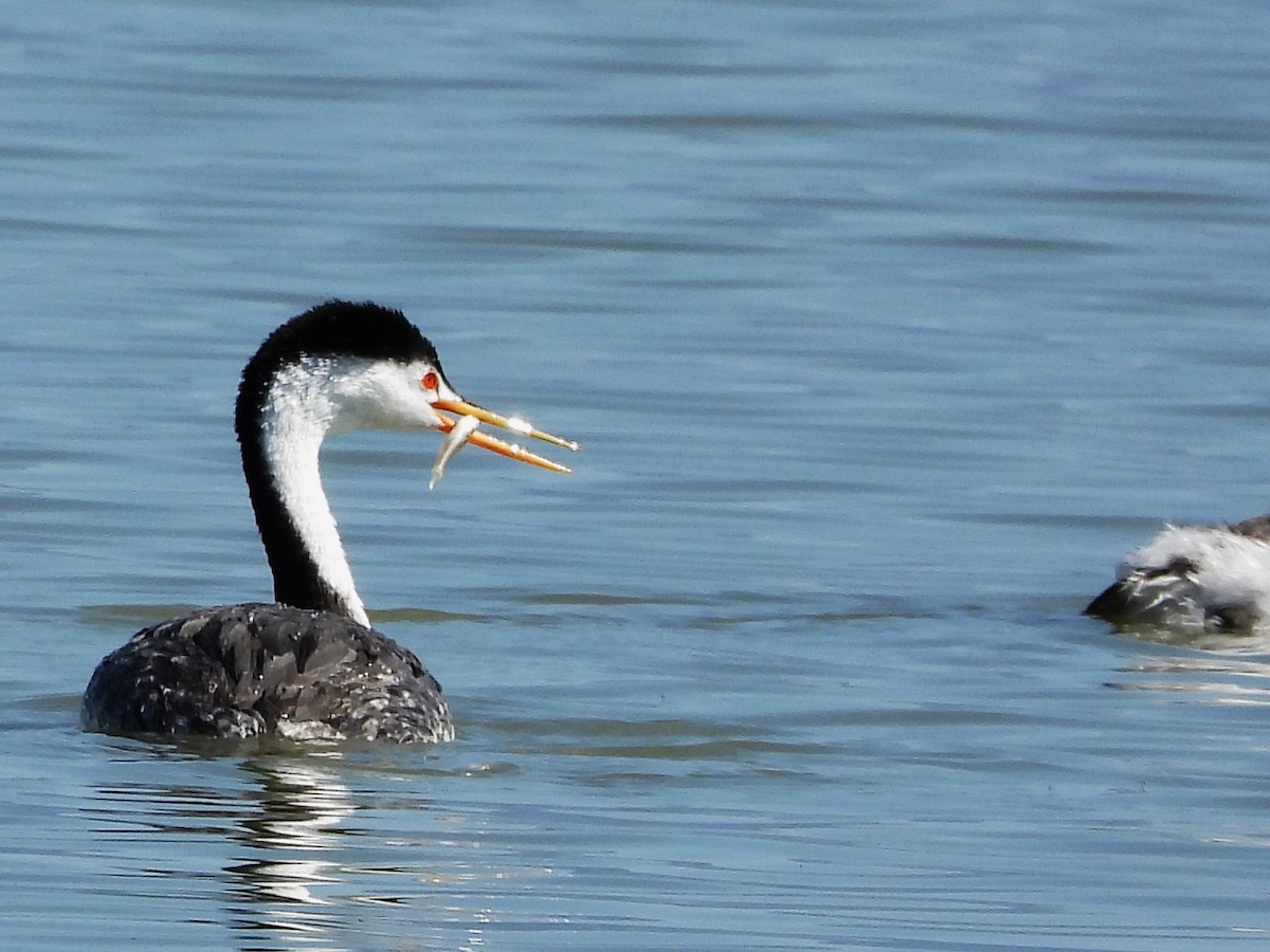 Clark's Grebe - ML623905594