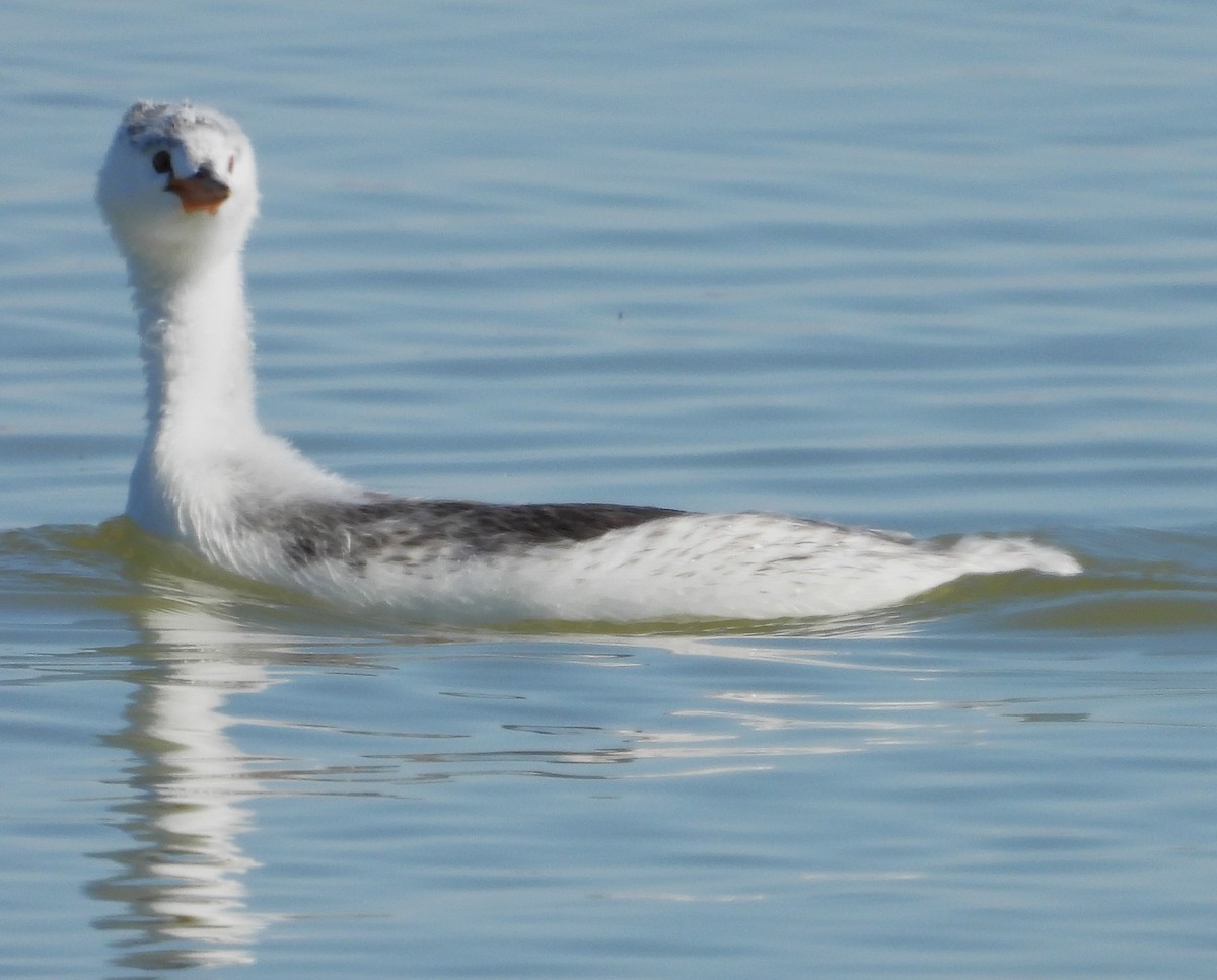 Clark's Grebe - ML623905595