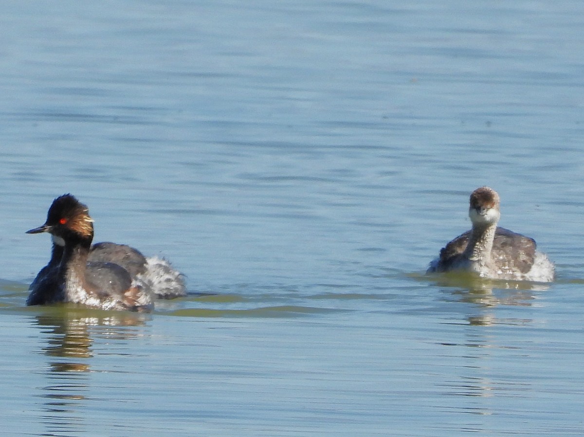 Eared Grebe - ML623905597