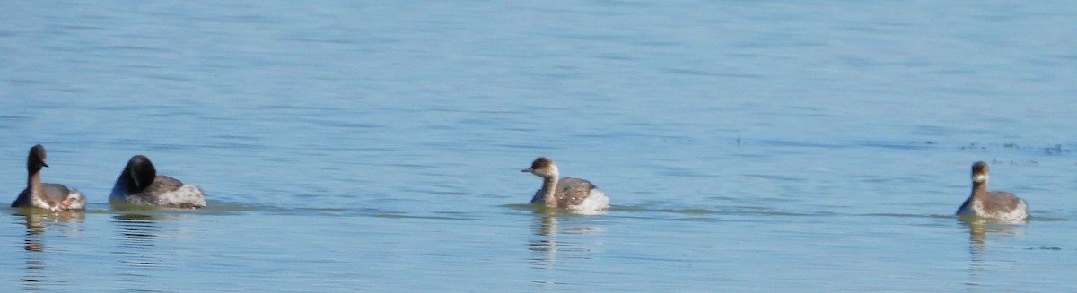 Eared Grebe - ML623905598