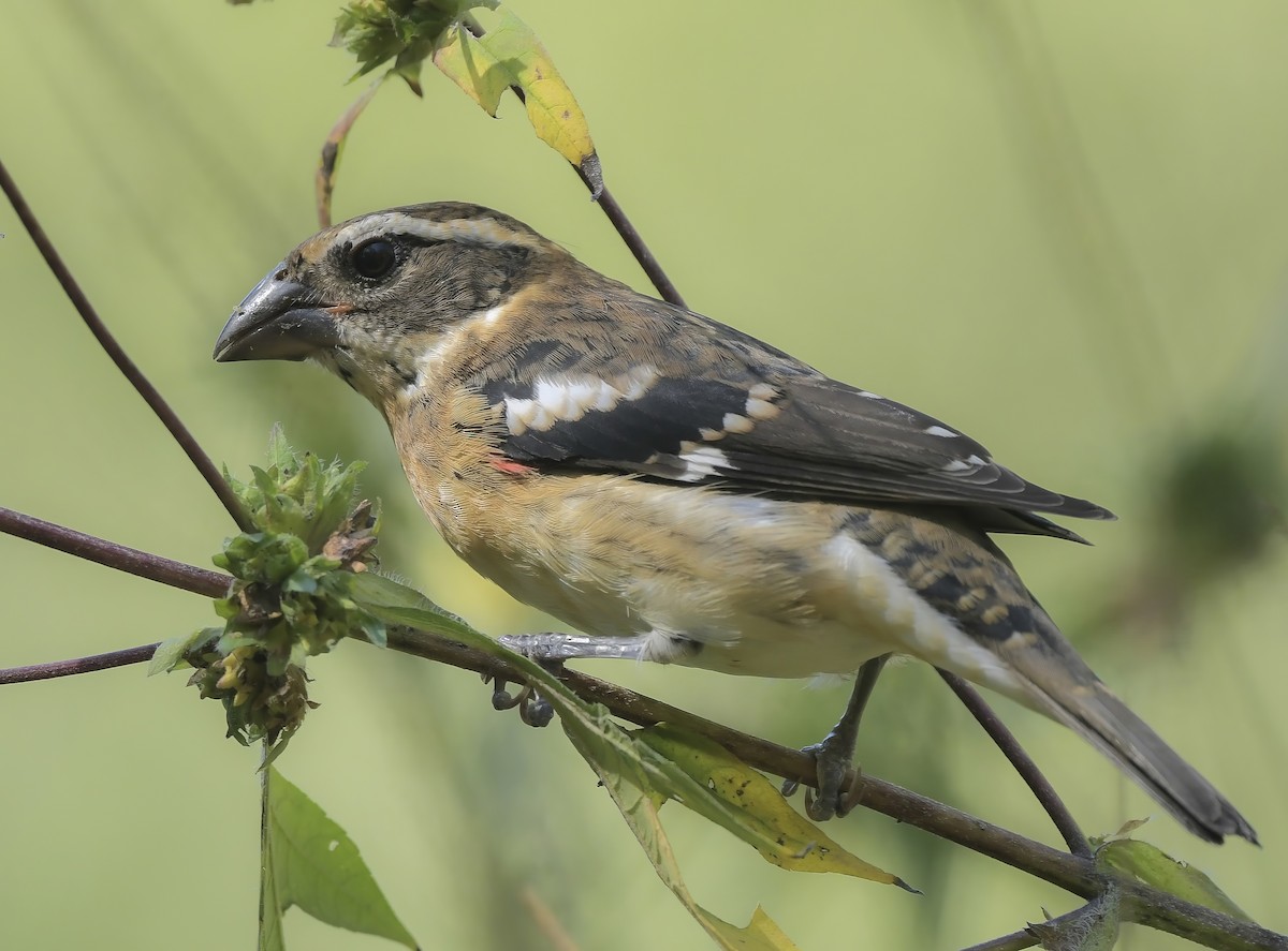 Rose-breasted Grosbeak - ML623905609