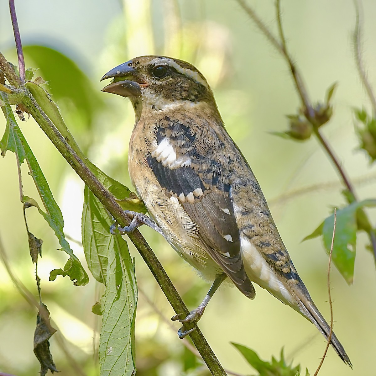 Rose-breasted Grosbeak - ML623905611