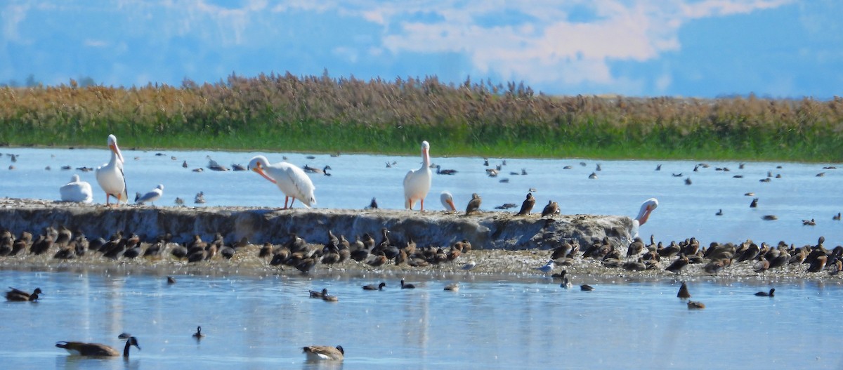 American White Pelican - Eric Haskell