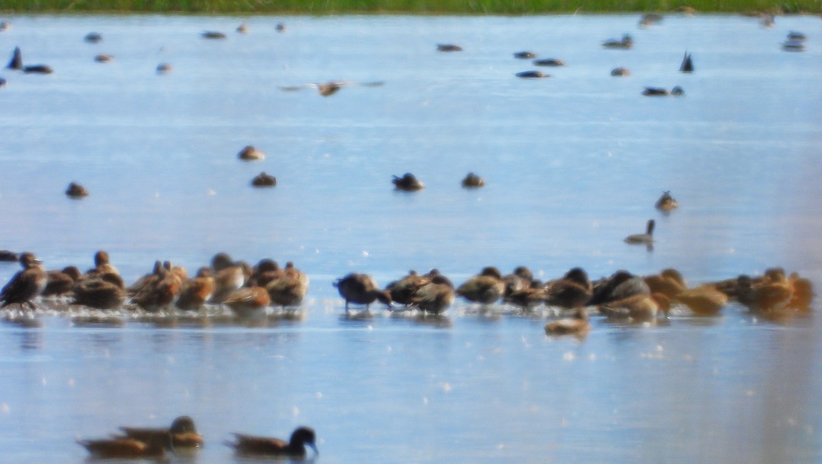 American Wigeon - ML623905640