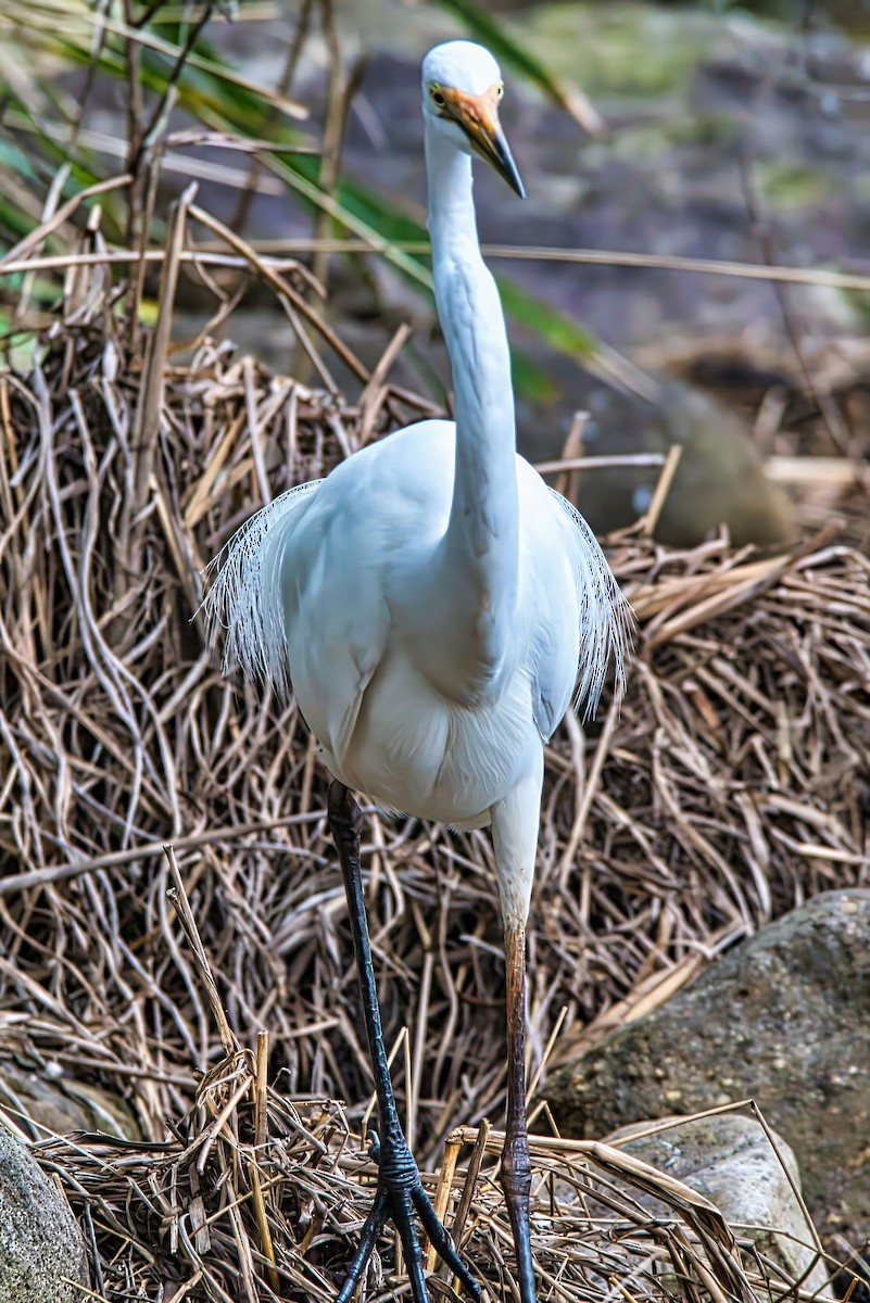 Great Egret (modesta) - Alfons  Lawen