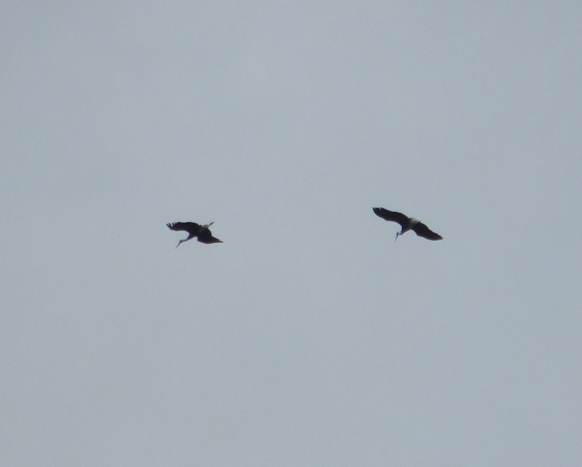 Asian Woolly-necked Stork - ML623905654