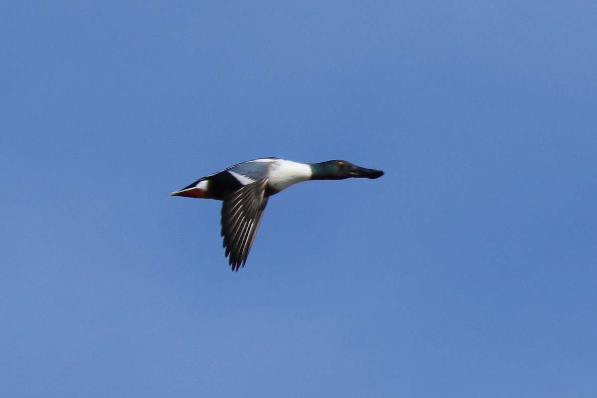 Northern Shoveler - Antonio Espin Fernandez