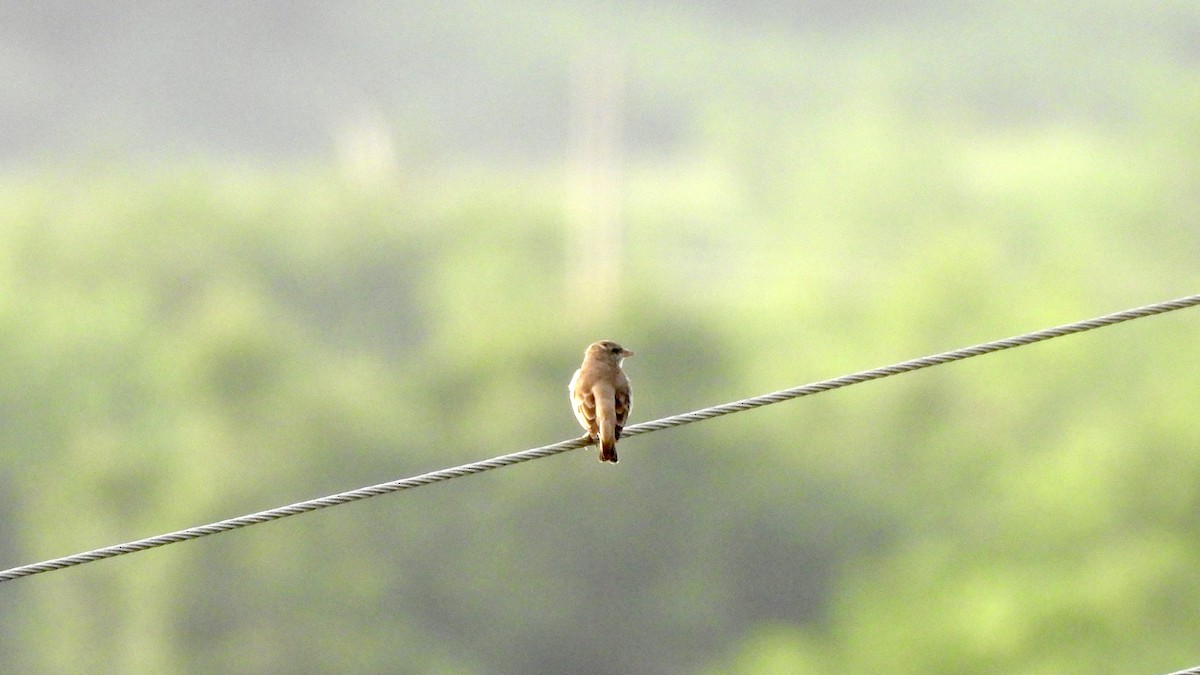 Yellow-throated Sparrow - ML623905662